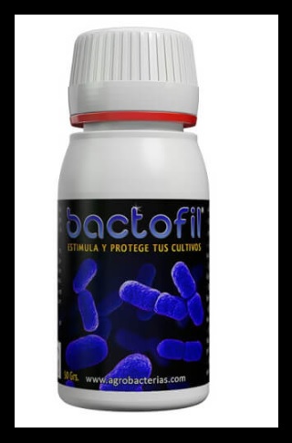 Bactofil Agrobacterias