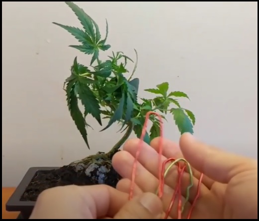 bonsai marihuana
