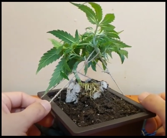 bonsai marihuana
