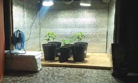 cultivo indoor casero