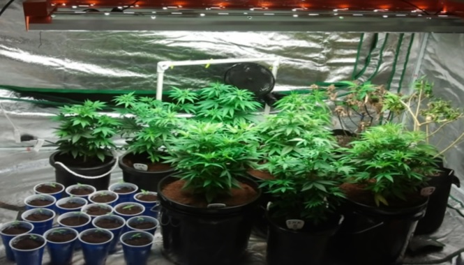 cultivar macetas marihuana