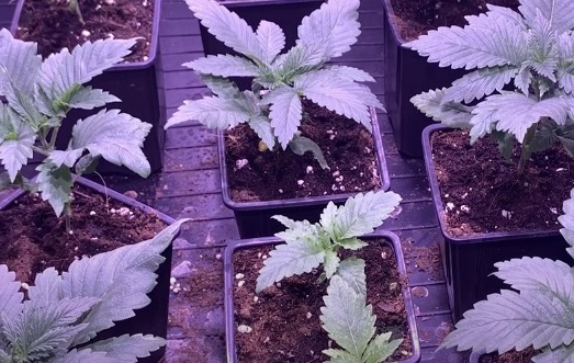 cultivar macetas marihuana