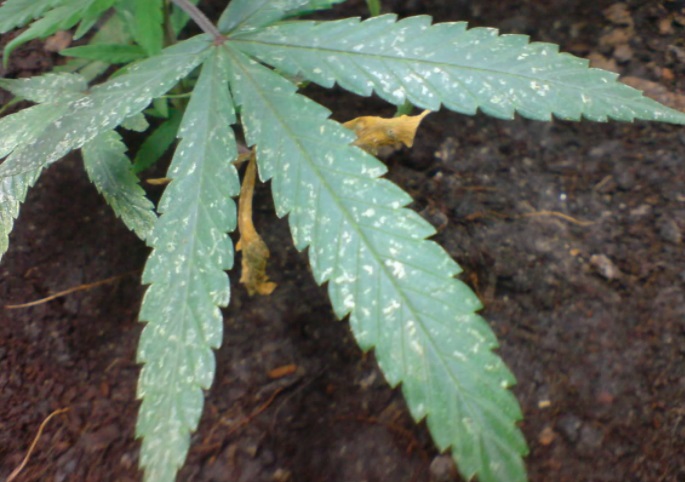 manchas hojas marihuana