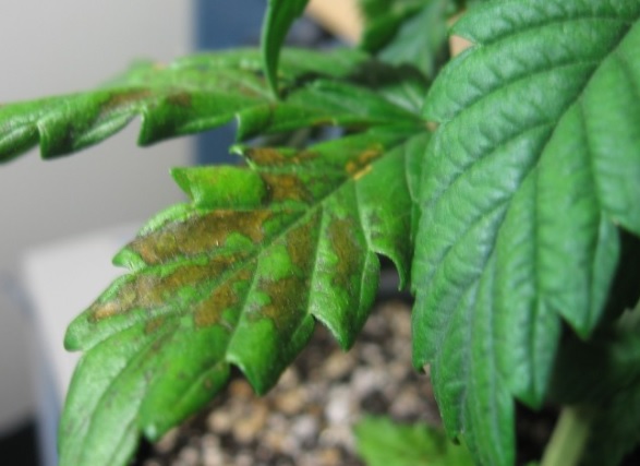 manchas hojas marihuana