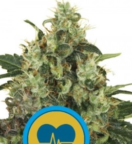 medical mass cbd