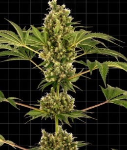 sensi seeds research cbd