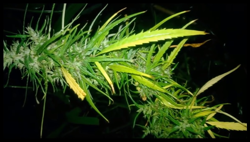 Marihuana Sativa 【 Cannabis Sativa 】 Características ✓