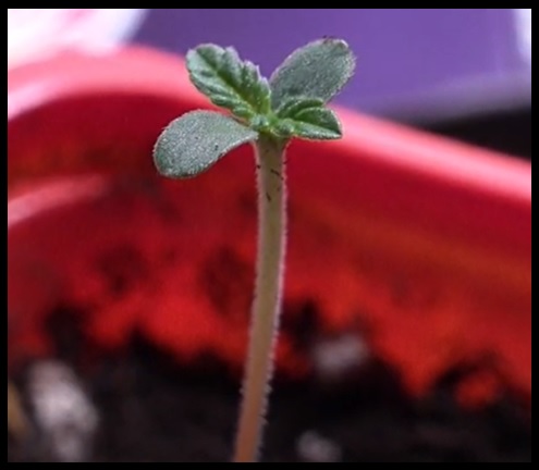 semillas de marihuanas feminizadas