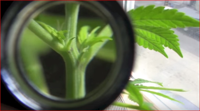 Cuáles son las diferencias entre plantas de marihuana feminizadas y  autoflorecientes? - LaMota GrowShop