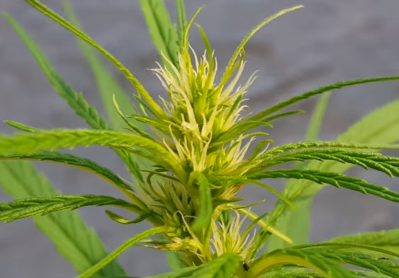 Marihuana preflores de la planta Sativa