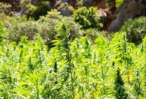 Cómo se hacen las semillas de cannabis feminizadas?- Alchimia Grow