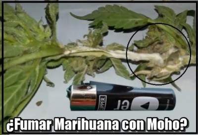 Marihuana con Moho