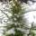 Plantar Marihuana en Invierno
