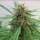 Mejores Variedades de Marihuana en Cultivos de Exterior