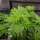 Como Cuidar una planta de Marihuana