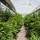 ¿Cómo cultivar marihuana en invernadero?