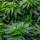Revegetación de plantas de cannabis