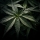 ¿Por qué las hojas de marihuana se curvan hacia arriba?
