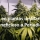 Estres en las plantas de Marihuana ¿Como afecta? y Soluciones
