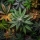 Plantas parecidas a la Marihuana