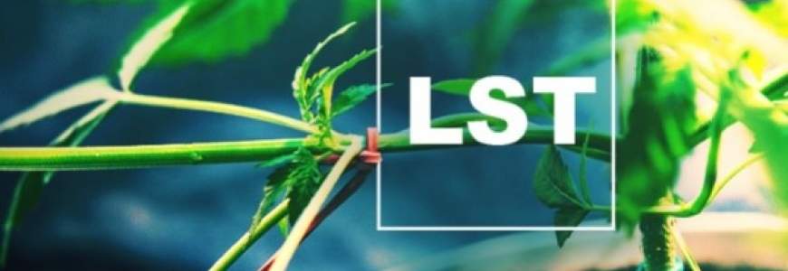 LST Marihuana