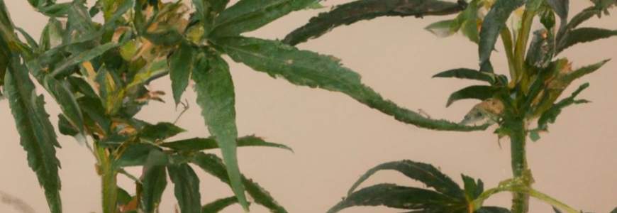 Cómo saber si tu planta de cannabis es macho o hembra: Guía definitiva
