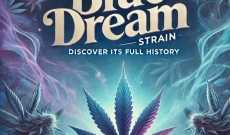 Blue Dream Strain: Descubre toda su historia.