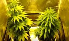 ¿Cuantas Plantas de Marihuana Puedo Tener Legalmente en Casa?