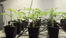 Cultivo Hidropónico Marihuana: Ventajas y Desventajas