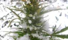 Plantar Marihuana en Invierno