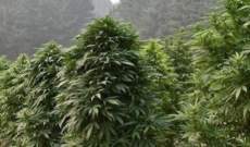 Marihuana Índica TOP 10 Mejores Indicas