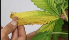 Warum verfärben Marihuana-Pflanzen ihre Blätter gelb?