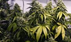 Manual para cultivo de marihuana básico