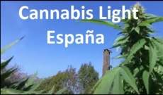 Cannabis Light España