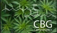 CBG - Cannabinoides de la Marihuana