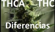 THCA y THC - Cual es la Diferencia