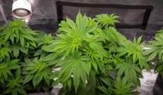 Como Cuidar una planta de Marihuana