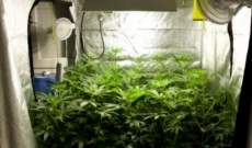 ¿Cuanto tiempo tarda en crecer una planta de marihuana?