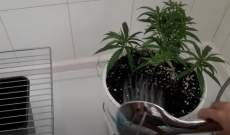Wie man eine Wurzelwäsche bei Marihuana-Pflanzen durchführt