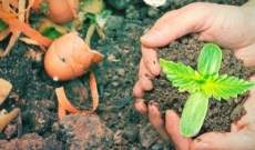 Wie man natürlichen Dünger für Marihuanapflanzen herstellt