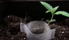 Enfermedades de las Plantas de Marihuana - Identificarlas y Tratarlas