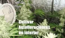 Marihuana Autofloreciente Interior