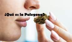 Pulegona Que es