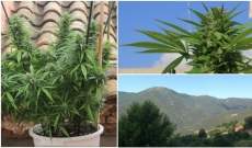 Cultivar marihuana en casa con luz natural