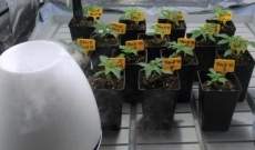 Plantas de Marihuana Pequeñas