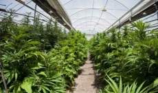 ¿Cómo cultivar marihuana en invernadero?