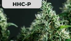 HHC-P Was ist das und welche Auswirkungen hat es? Entdecken Sie alles
