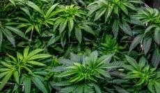 Revegetación de plantas de cannabis