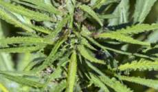 Planta de Marihuana Hembra