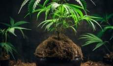 Cultivar marihuana en coco